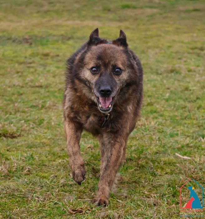 Wacław 571/24 - SZUKA DOMU!