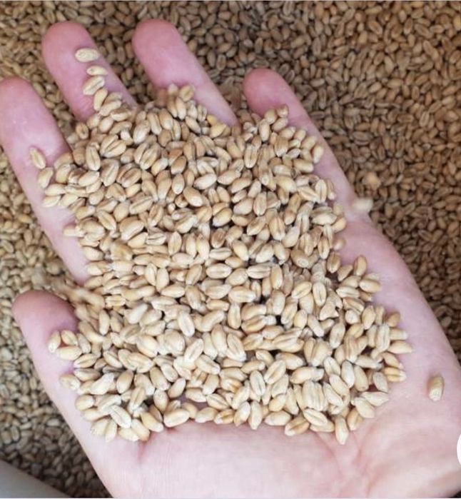 Продам Пшеницю.