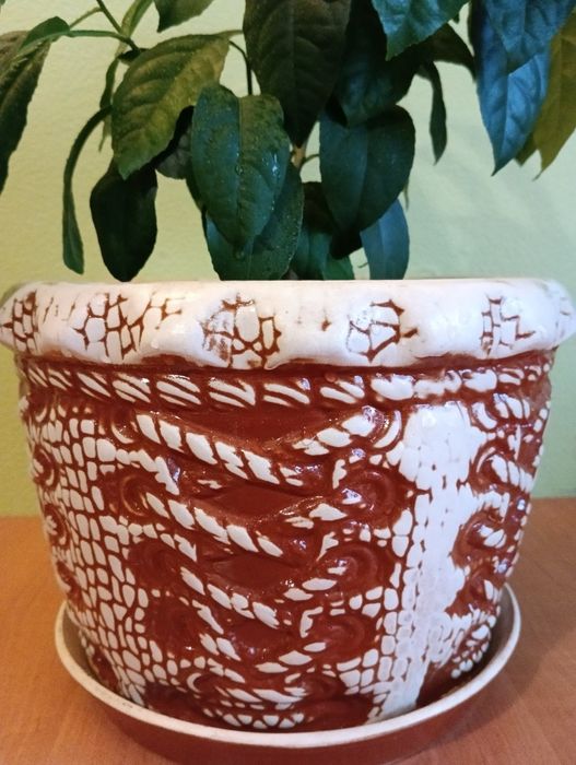 Лимоное дерево продам