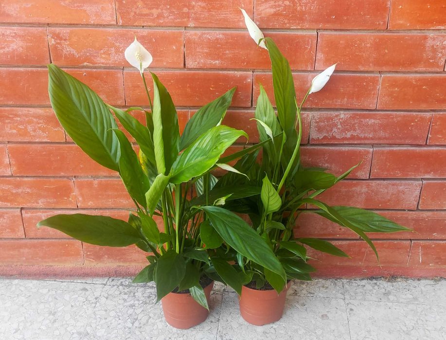 Lírio da Paz - planta em vaso, vários tamanhos