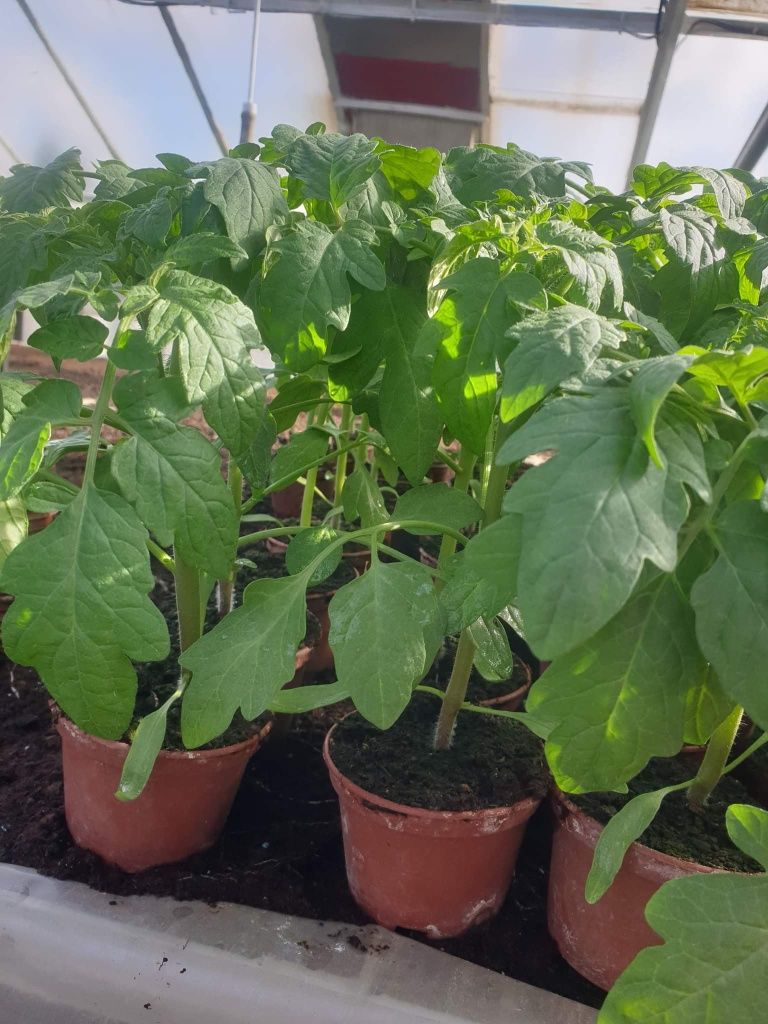 Rozsada sadzonki  warzyw pomidory papryki