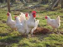 Ovos galinhas raça cornish, sedosa, la bresse gauloise