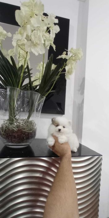 Spitz Alemão Anão/Lulu da Pomerânia FEMEA BRANCO e CASTANHO LOP  AFIXO