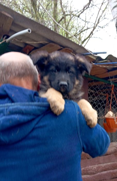 Щенки длинношерстной овчарки.