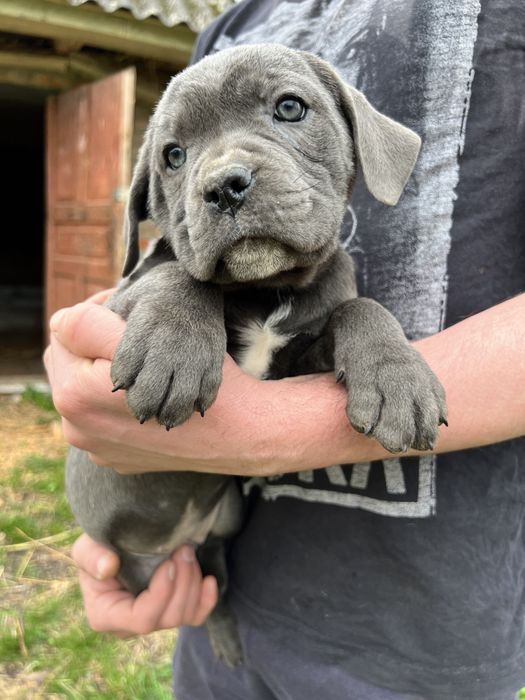 Кане Корсо цуценята