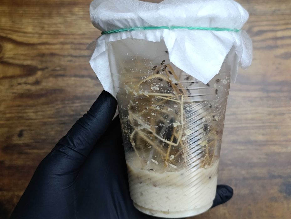 Не літаюча дрозофіла хідея, мошка, плодова муха. мелангастер