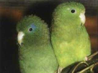 воробьиные попугаи сформированная пара