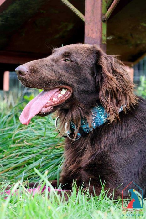 Piękna, duża w typie rasy, pełna radości życia i miłości do ludzi