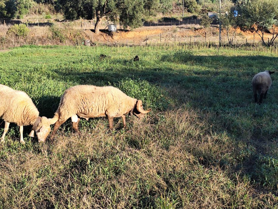 Vendo carneiro com 2 anos! Bom reprodutor!