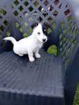 Jack Russel Terrier sunia rasowa
