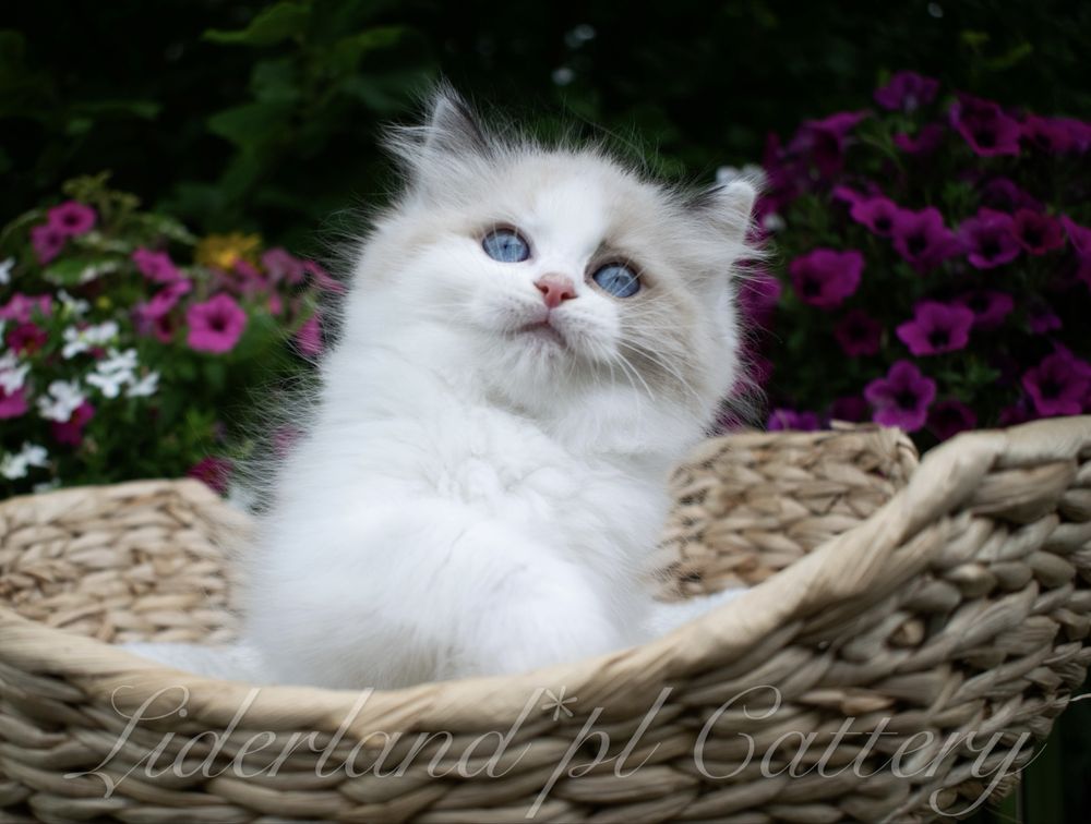 Przepiękne Kocięta Ragdoll FPL/FIFE