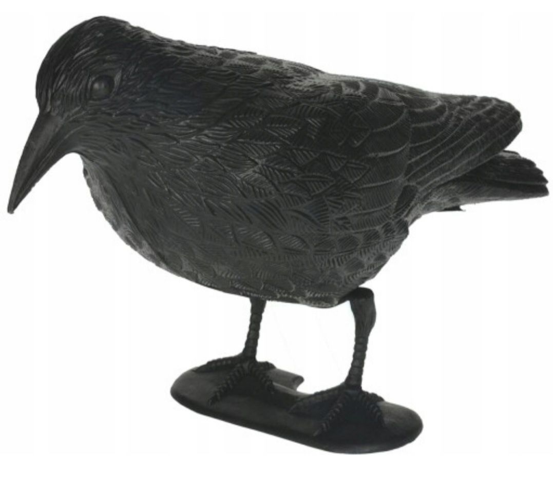 Skuteczny odstraszacz ptaków - Duży kruk stojący na gołębie szpaki