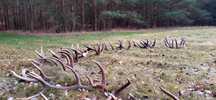 Skup poroża poroże poroze poroza poroży porozy zrzutów rogi rogów