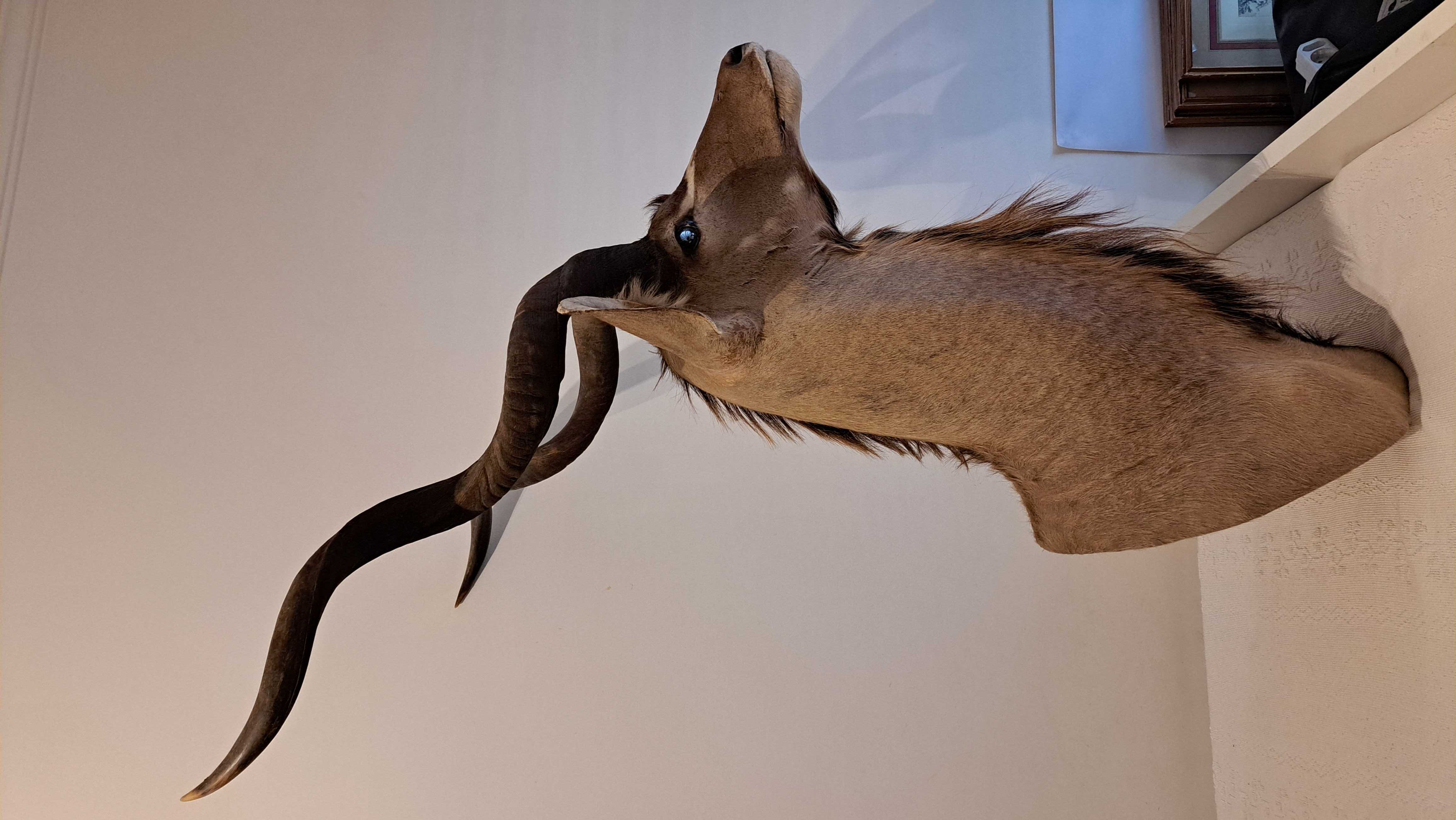 Trofeu Caça Kudu