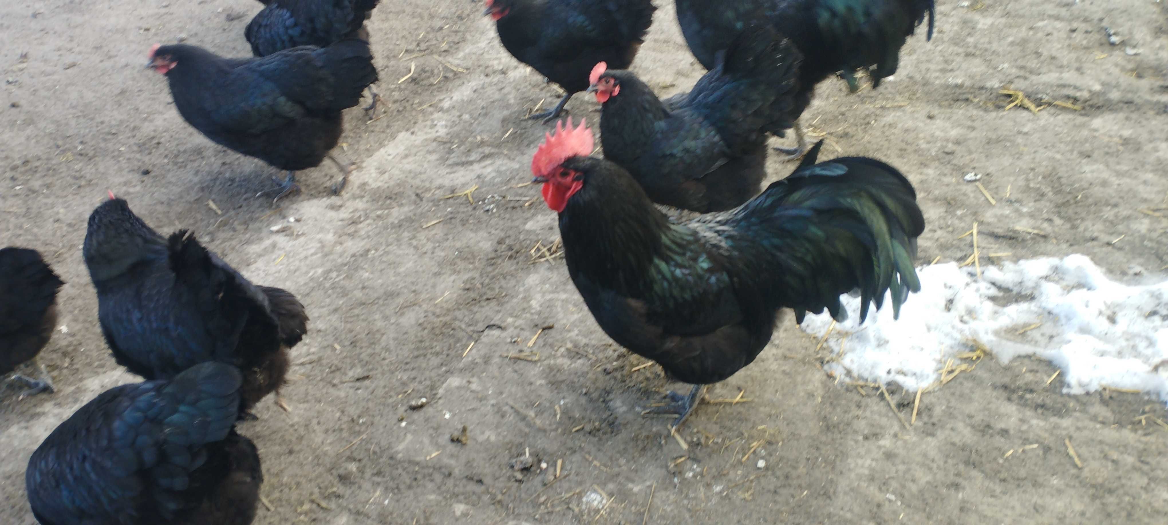 Australorp czarny jaja lęgowe