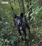 8 letni Filipek, 12kg, adopcja za darmo oddam