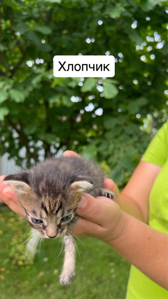Віддамо кошенят в добрі руки!