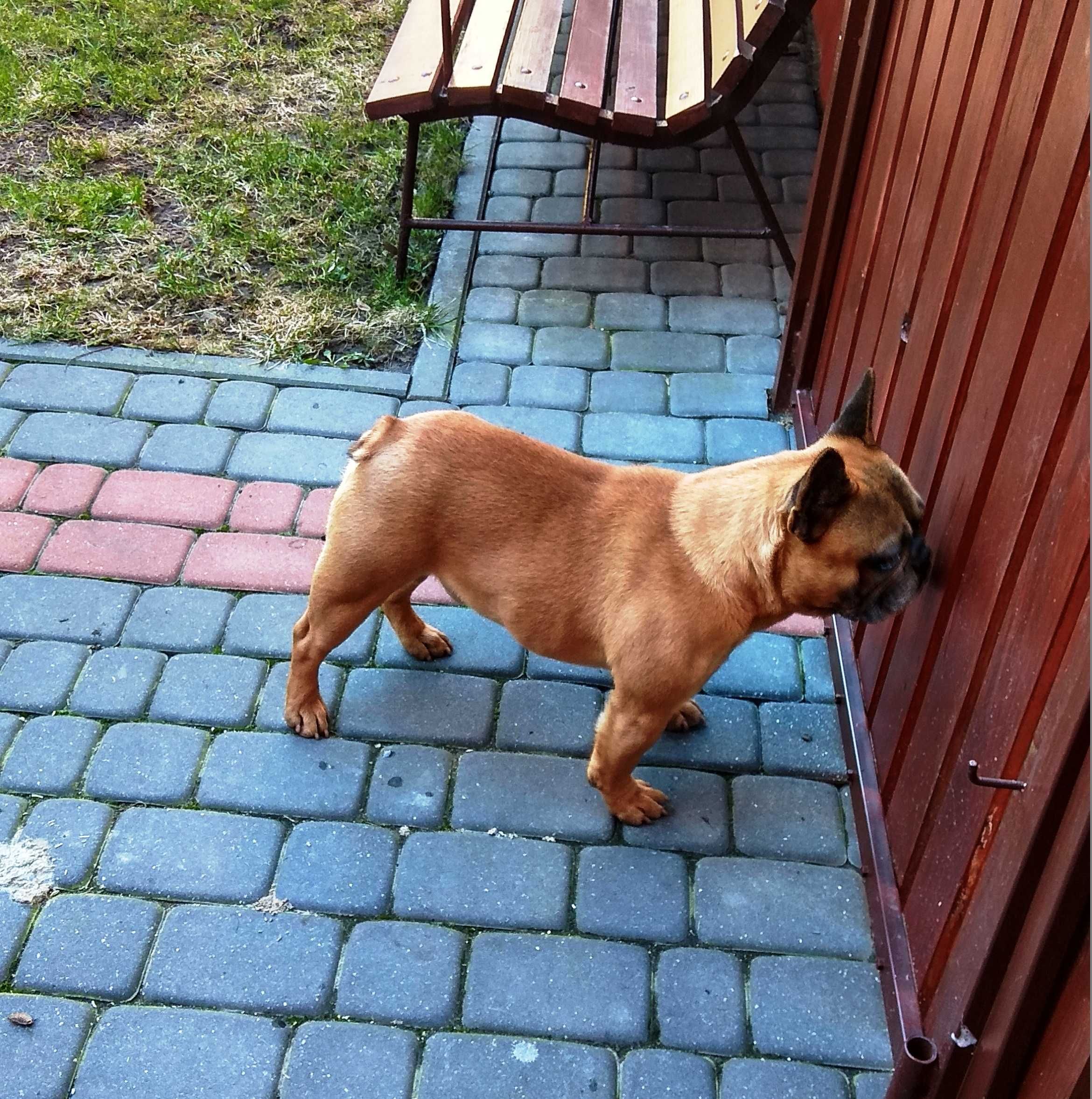 Buldog francuski suczka