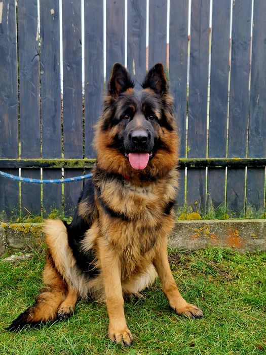 Suka Szczenna-Owczarek Niemiecki Długowłosy.