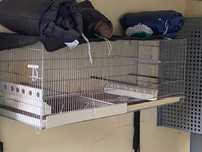 gaiola para aves..