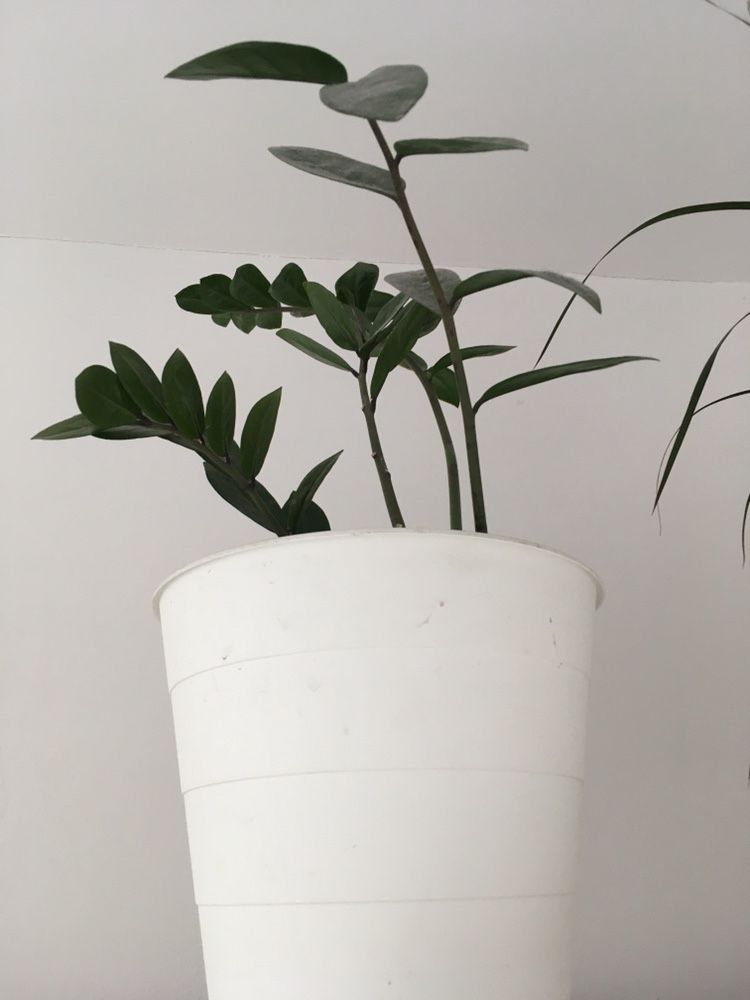 Kwiaty doniczkowe palma dracena i benjaminek