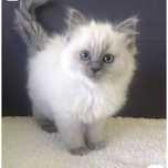 Ragdoll kocurek Blue RODOWÓD