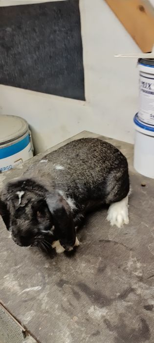 Króliki baran francuski samiec i 3 samice