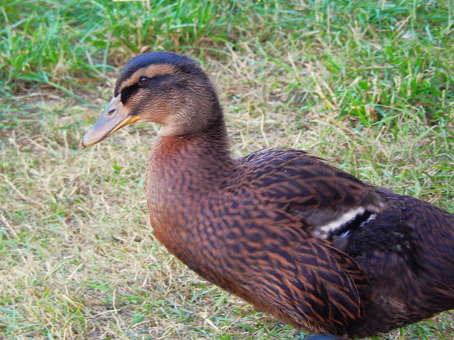 Młody kaczor ruańska staropolski (brązowa kaczka)