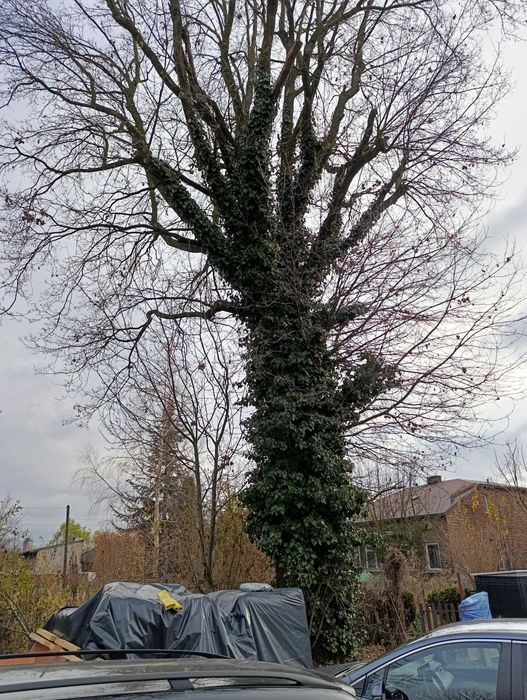 Dwa duże DĘBY do wycinki