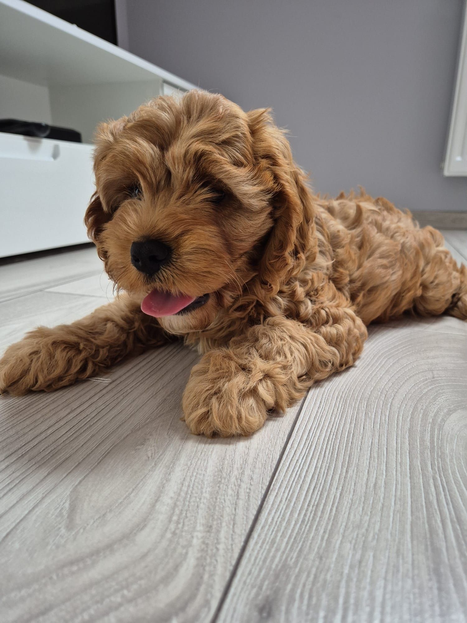 Cavapoo F1 Piesek Cavalier- Pudel