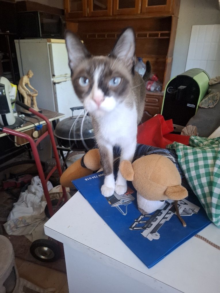 Gata para dar não  ta capado mas e meiquinha