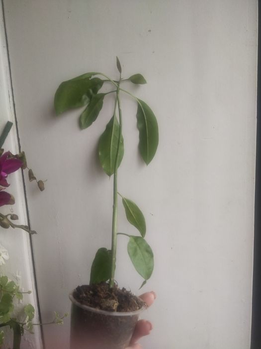 Соландра крупноцветковая