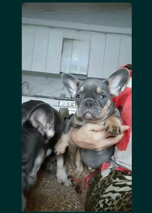 Топ Французский щенок Голубой