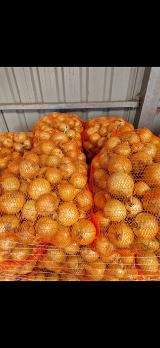 Cebula sturon i supra 5+