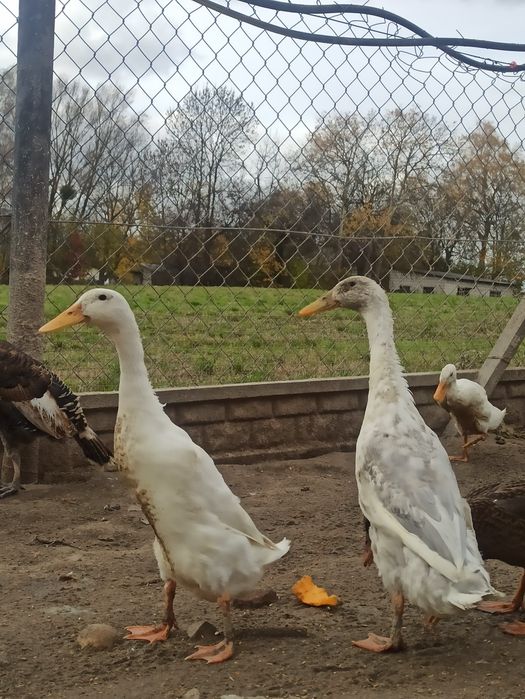 Biegusy indyjskie, kaczory, pary, stada.