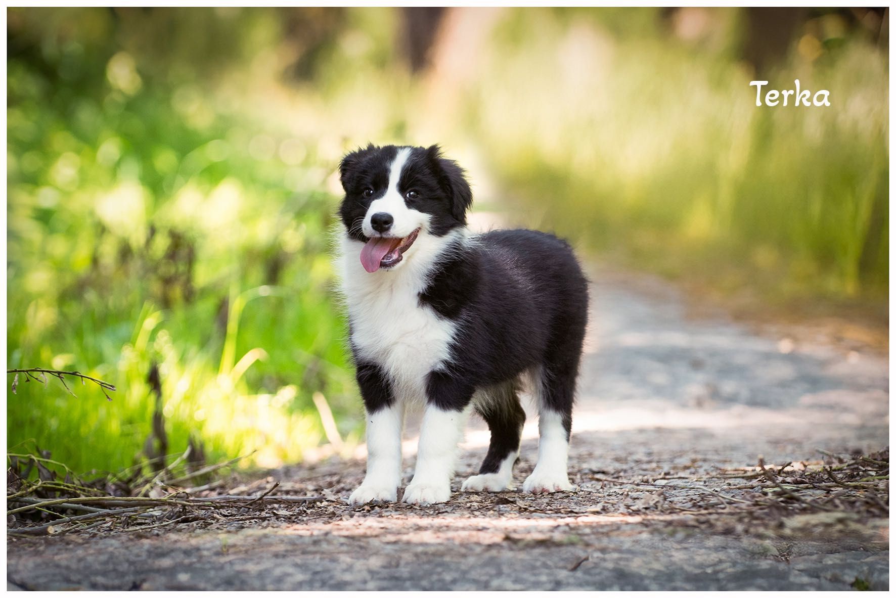 Border Collie FCI ZKwP