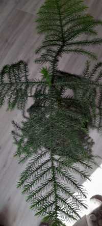 Араукария  , домашня, адаптована рослина