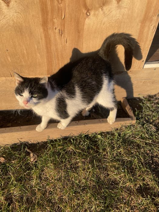 Киця стерилізована в добрі руки