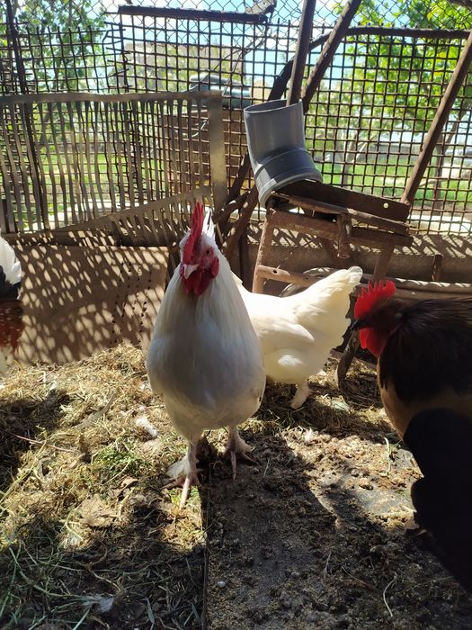 Петухи карликовых кур