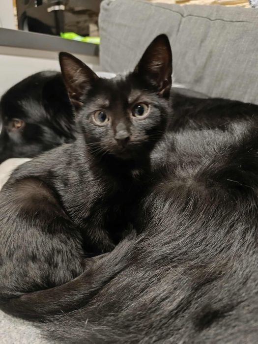 Mała czarna kotka koteczka