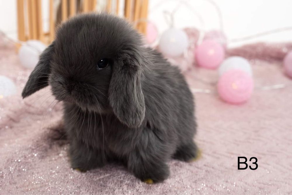 Króliczki mini lop miniaturowy baranek LEGALNA HODOWLA