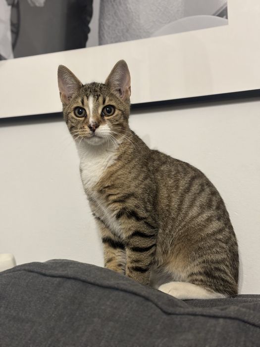 Oddam kota półroczna