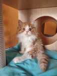 Рыжий шотландский котёнок.
