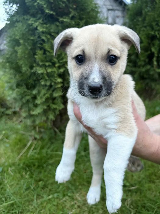 Oddam suczkę za darmo