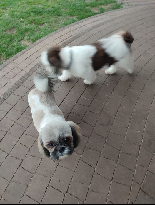 Piesek shihtzu tricolor