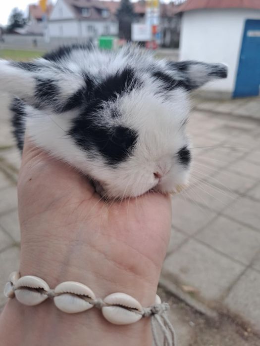 Królik mini lop, minaturka