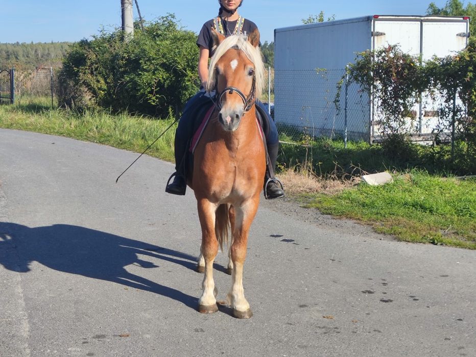 Ogier Haflinger Birbal Familia