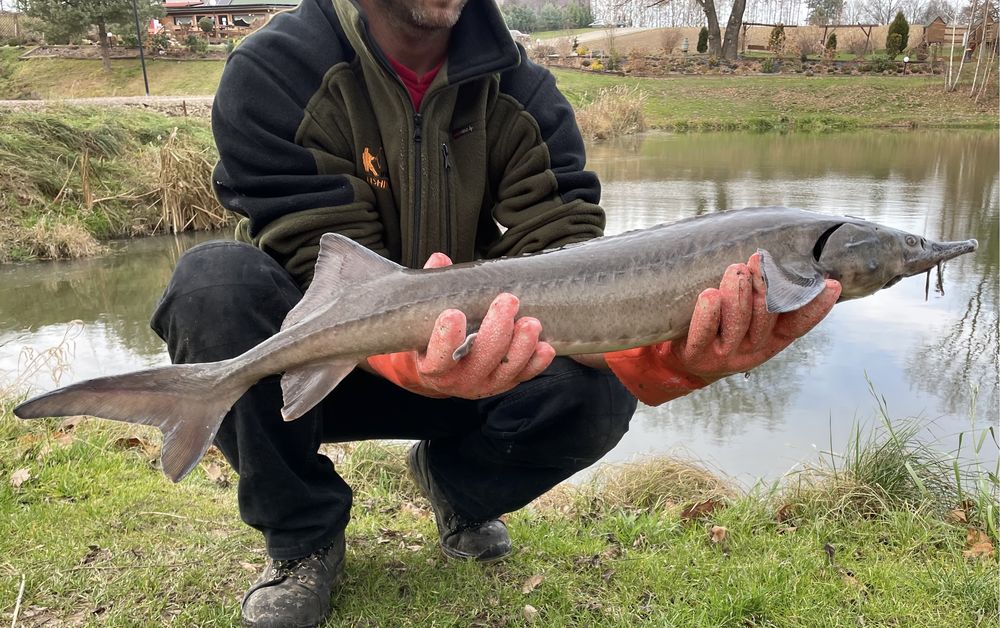 Karp Żywy Handlowy Pan Karp Pstrąg Amur Szczupak Sandacz Jesiotr Sum