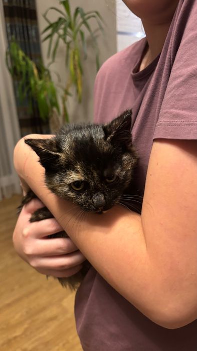 Słodki kociak oddam za darmo