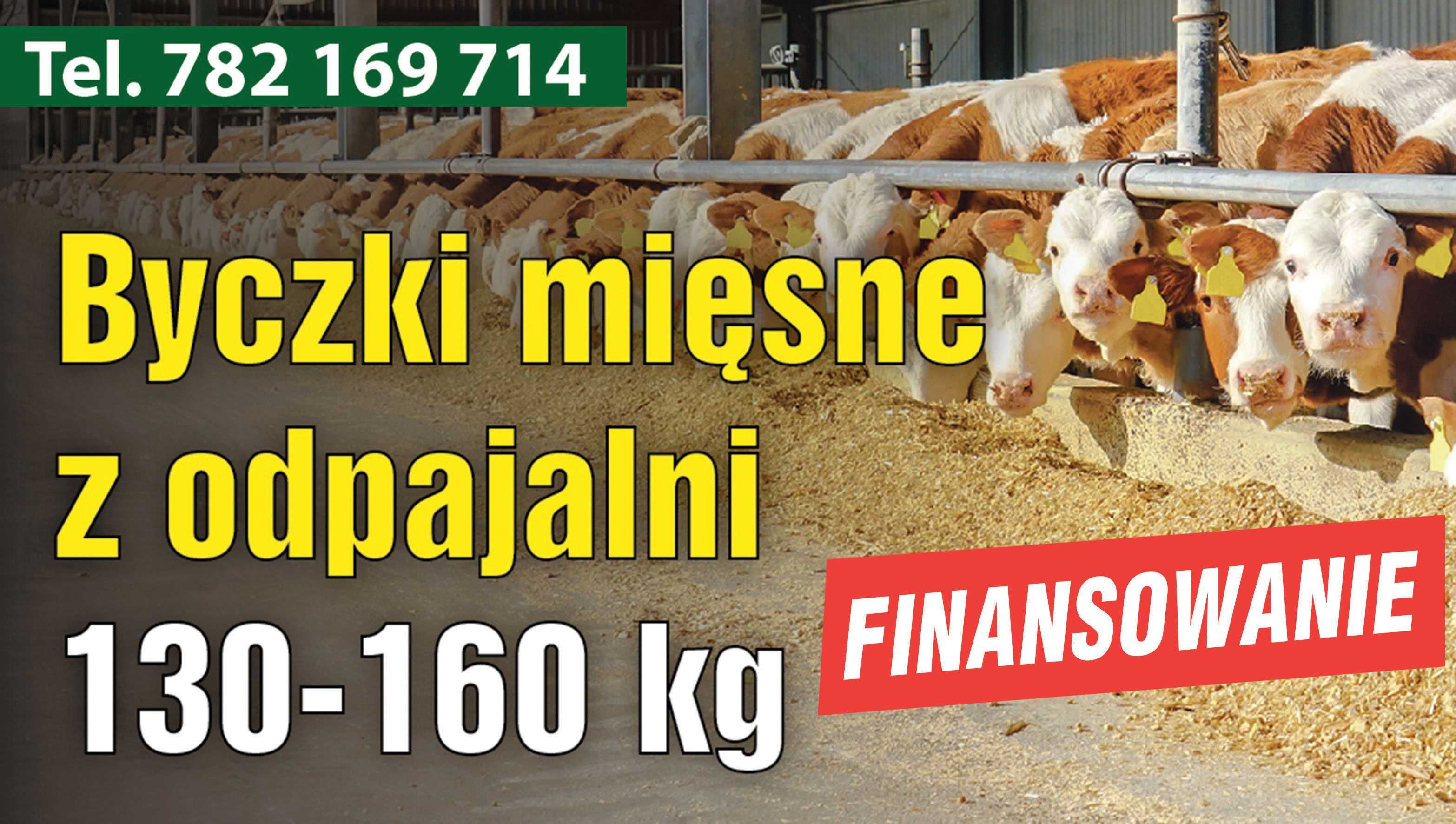 Byczki żarlaki bez mleka z odpajalni 3-4mc FINANSOWANIE